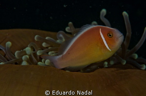 f16, 1/200, 105 mm clownfish by Eduardo Nadal 